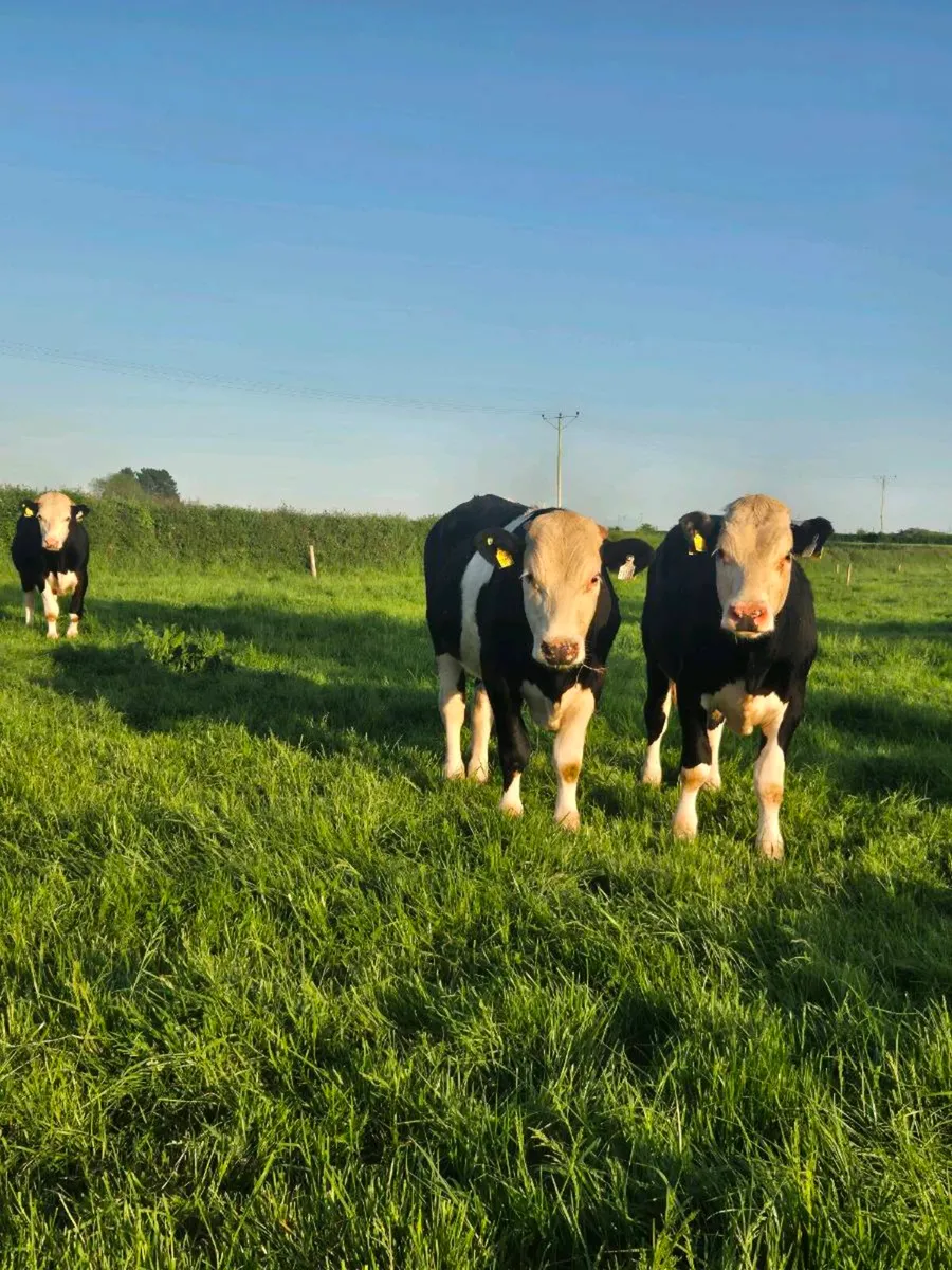 13 Hereford bullocks 400-420kg - Image 2