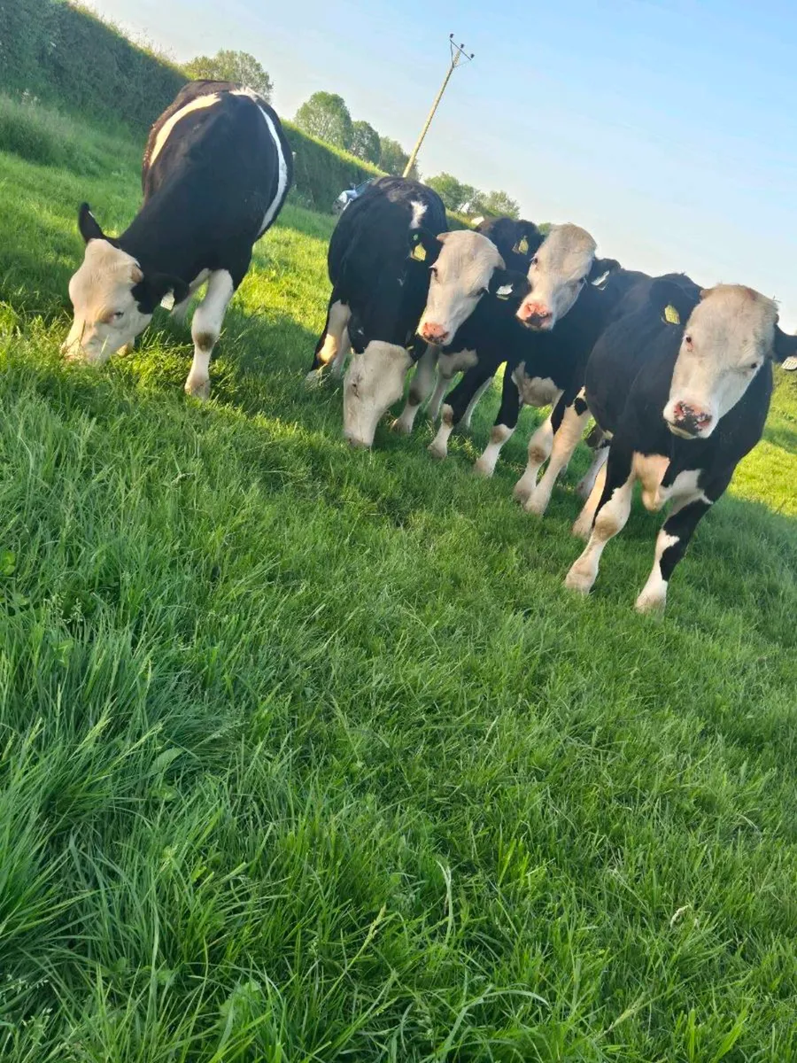 13 Hereford bullocks 400-420kg - Image 1