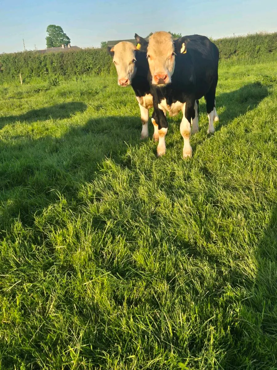 13 Hereford bullocks 400-420kg - Image 3