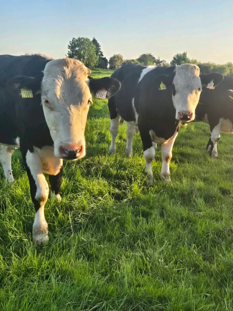 13 Hereford bullocks 400-420kg - Image 4