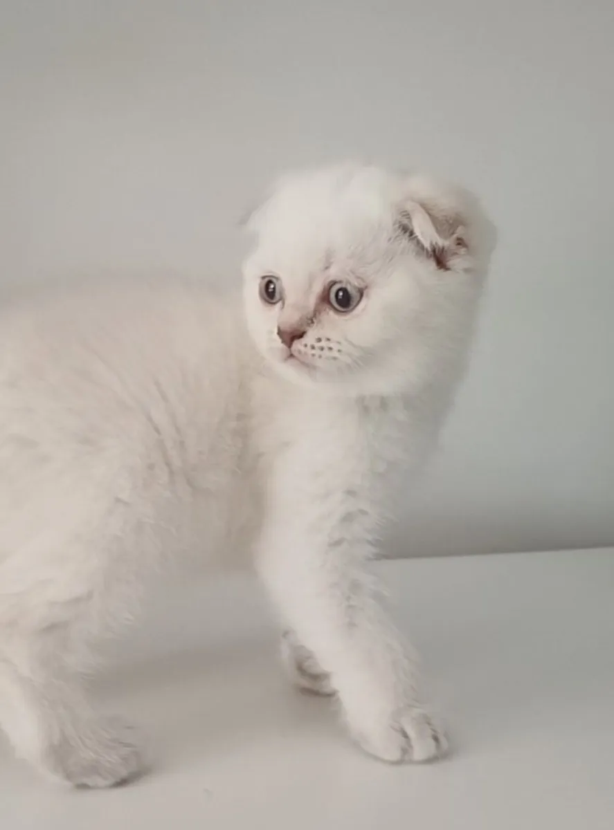 scottish fold kitten for sale - Image 3