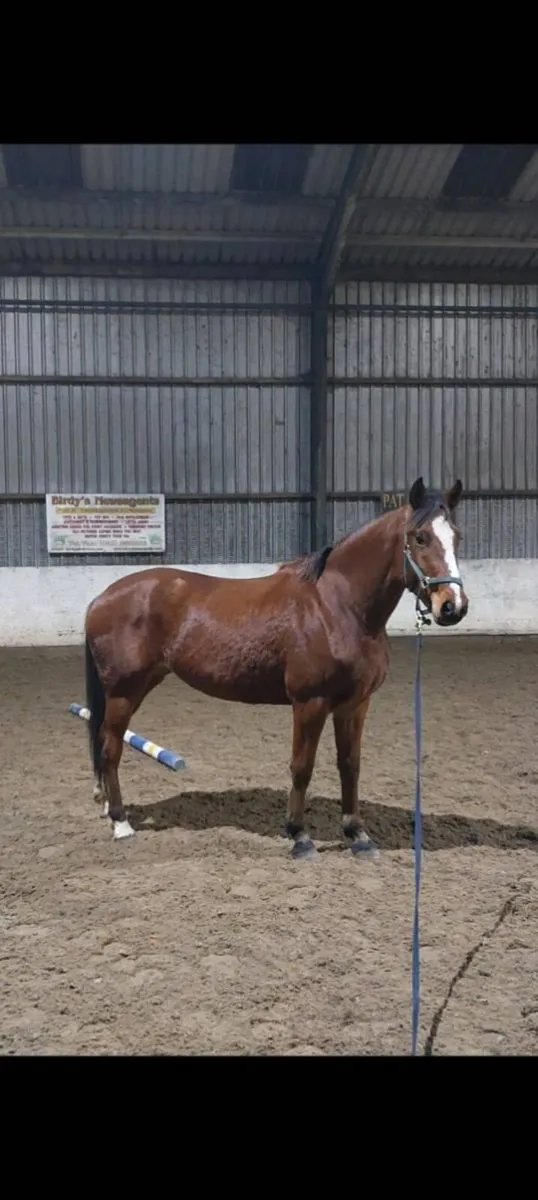 4yo vivant filly - Image 1