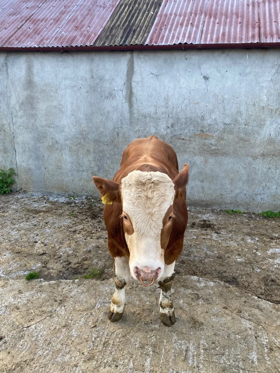 Pedigree Simmental bulls x2 - Image 2