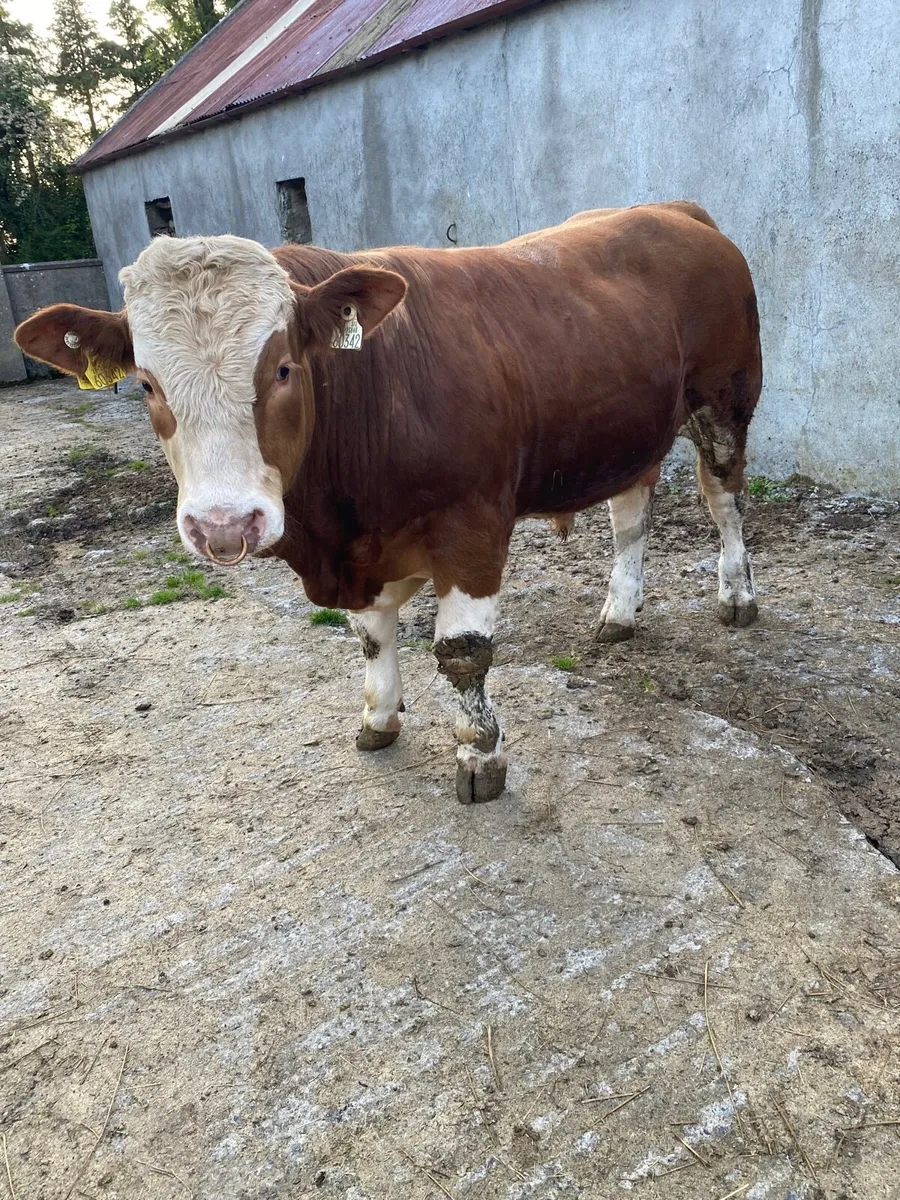 Pedigree Simmental bulls x2 - Image 3