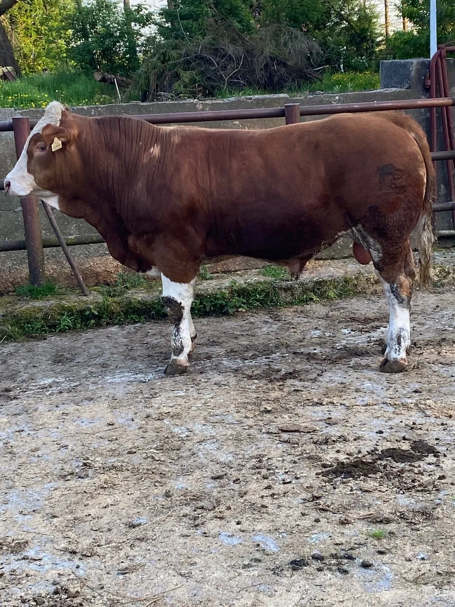 Pedigree Simmental bulls x2 - Image 1
