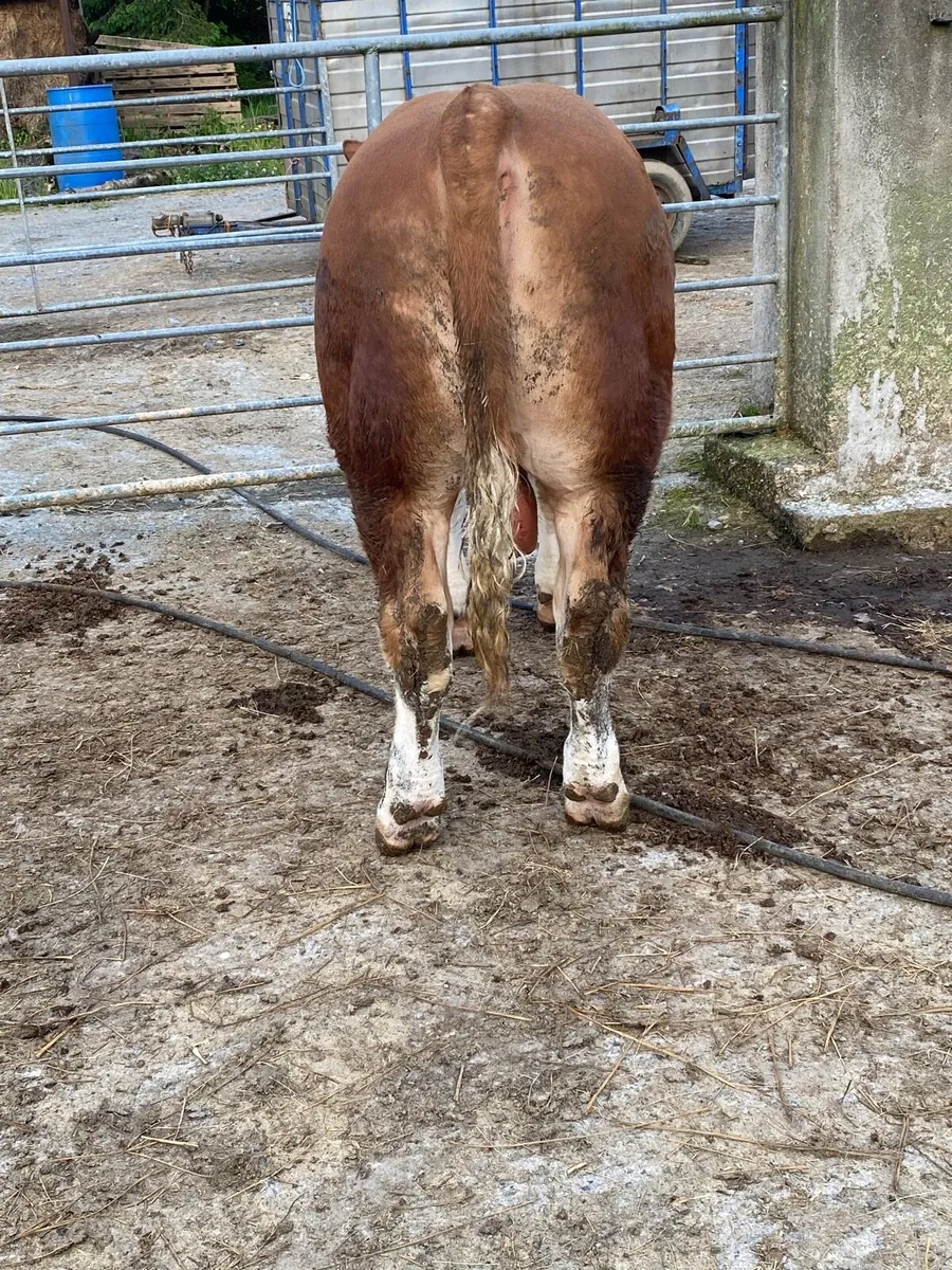 Pedigree Simmental bulls x2 - Image 4