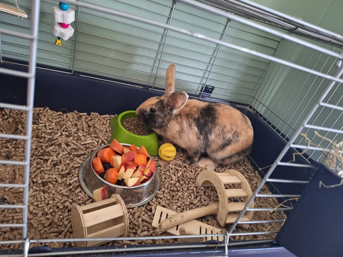 Rabbit Guinea pig - Image 2