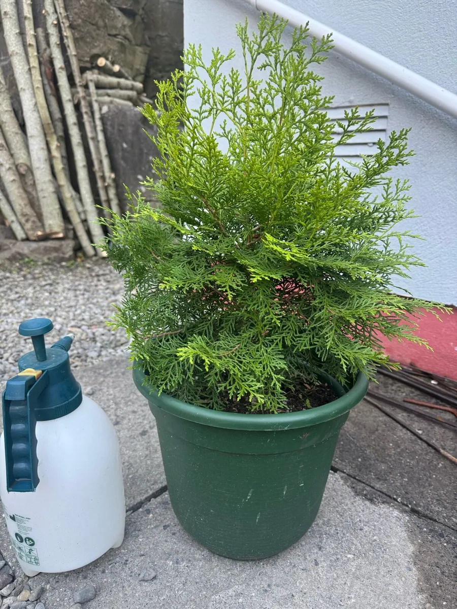 Thuja tree 40-50cm bare root