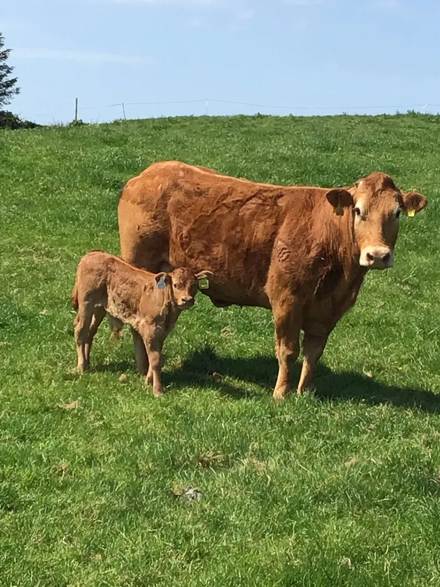 Cow & Calf - Image 1