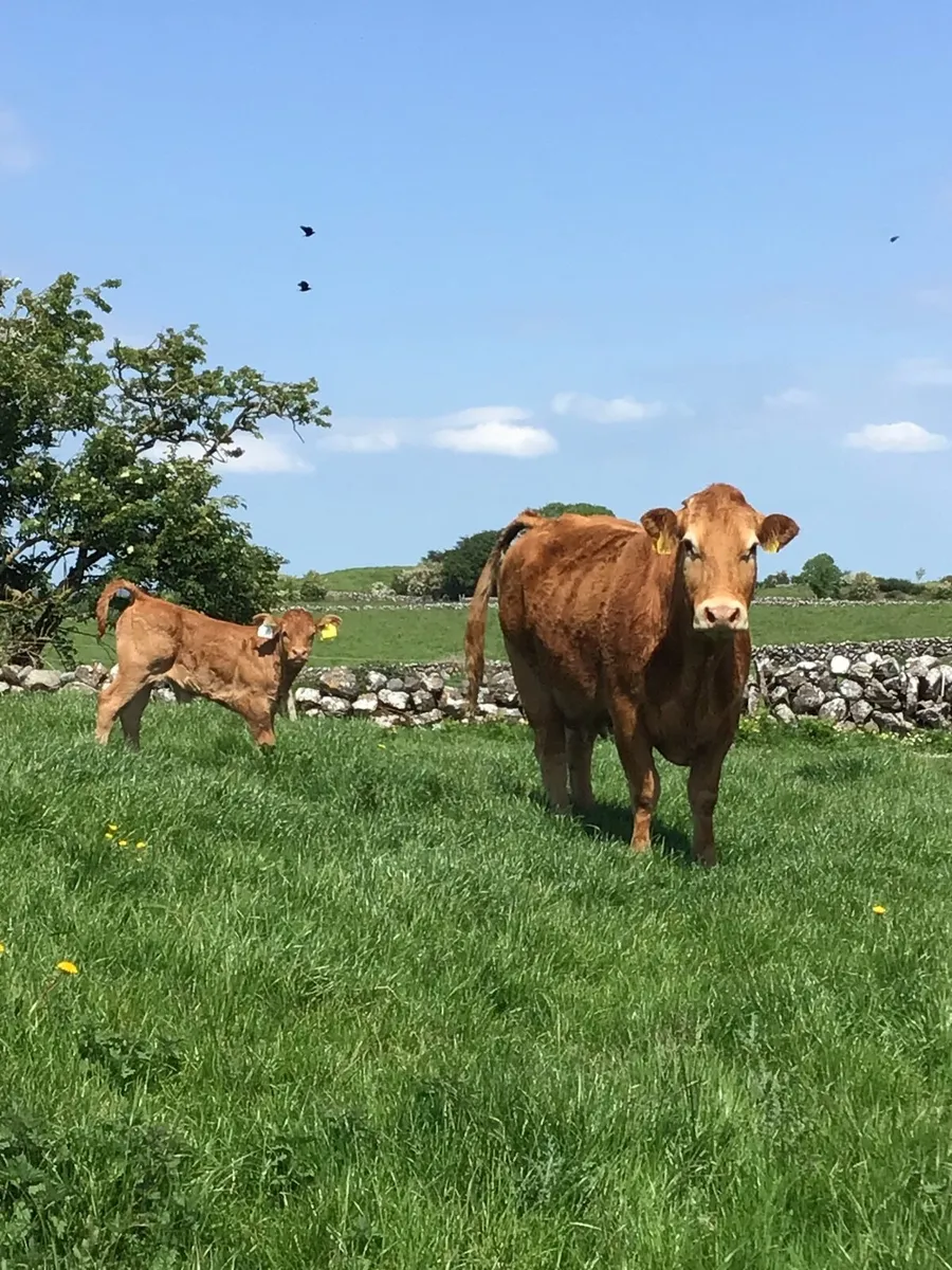Cow & Calf - Image 2