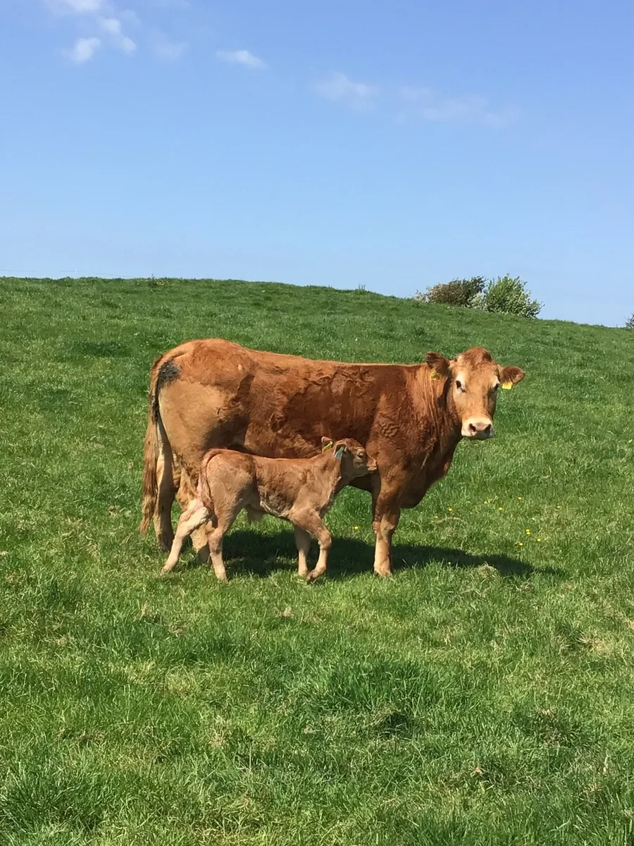 Cow & Calf - Image 4