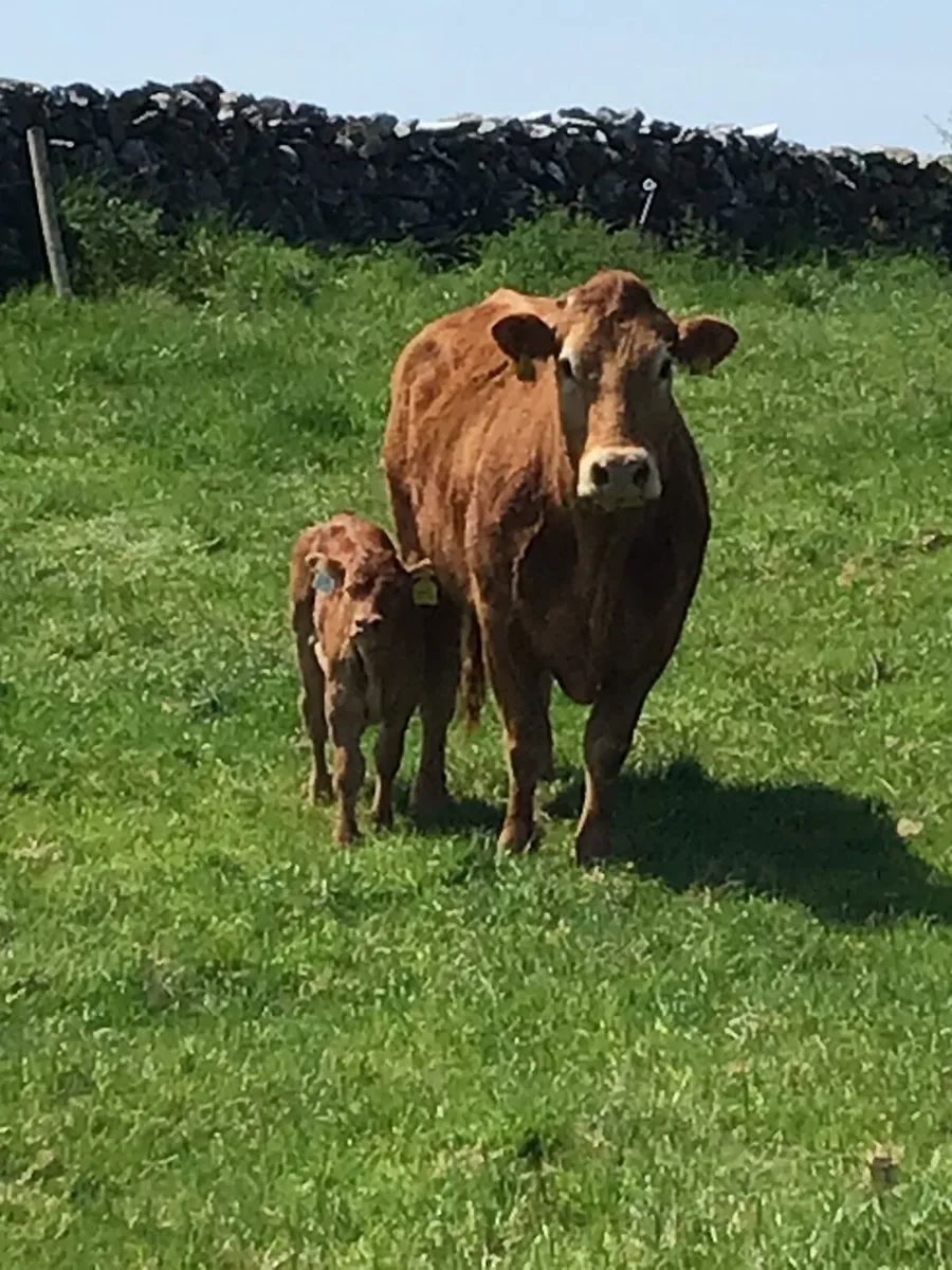 Cow & Calf - Image 3