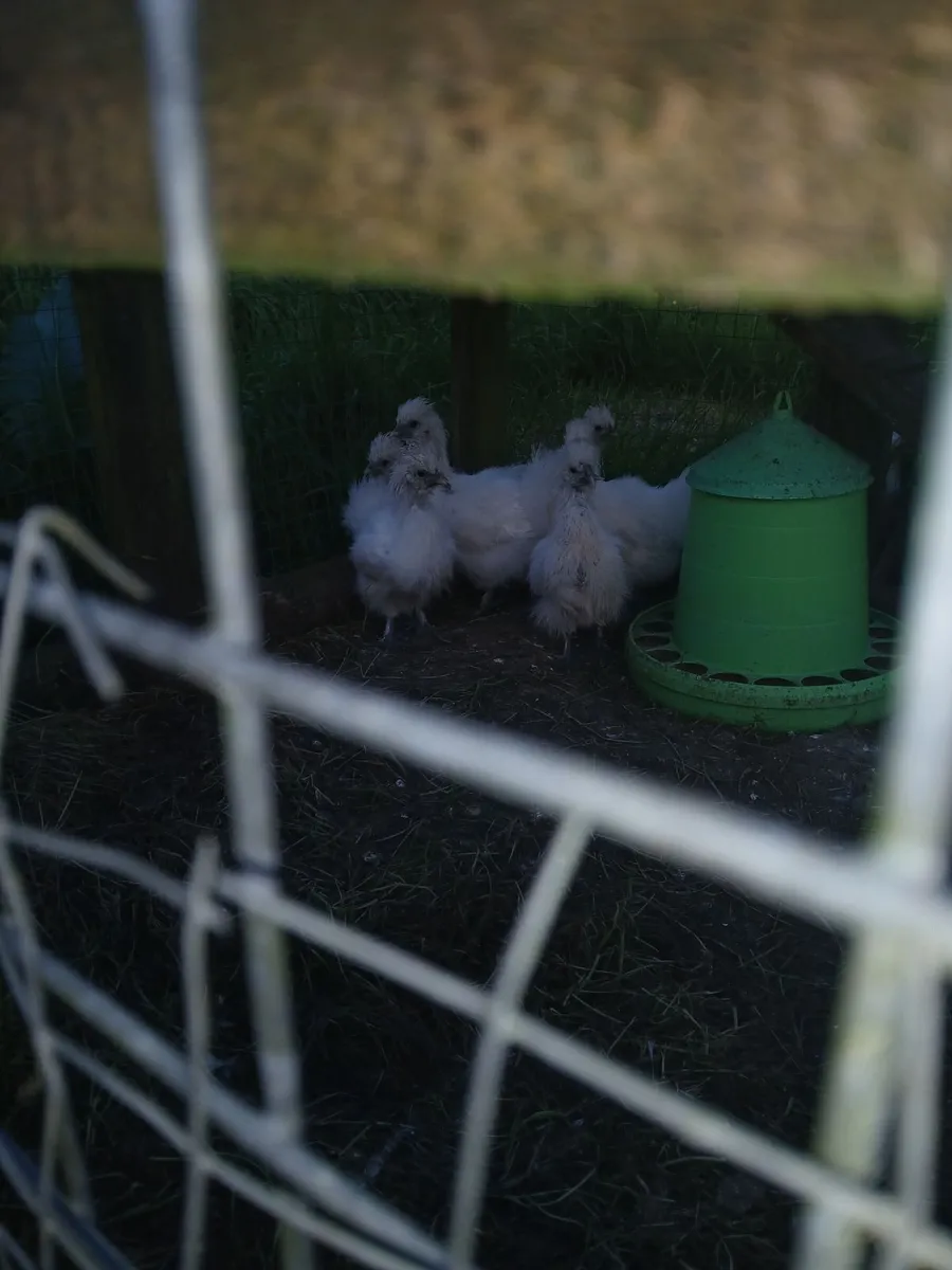Young silkies differant age's unsexed.