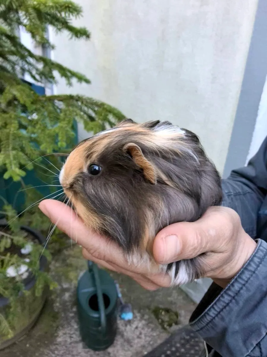 Guinea Pigs - Image 1