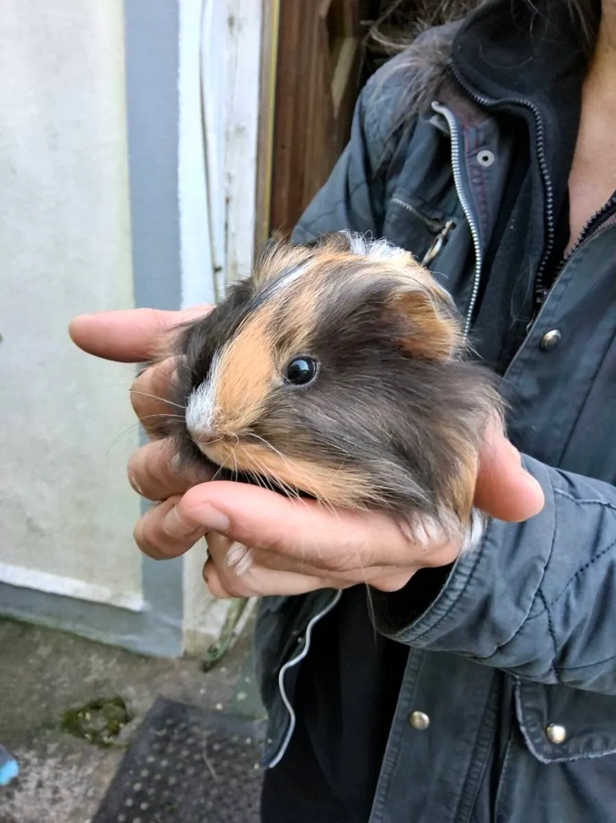 Guinea Pigs - Image 2