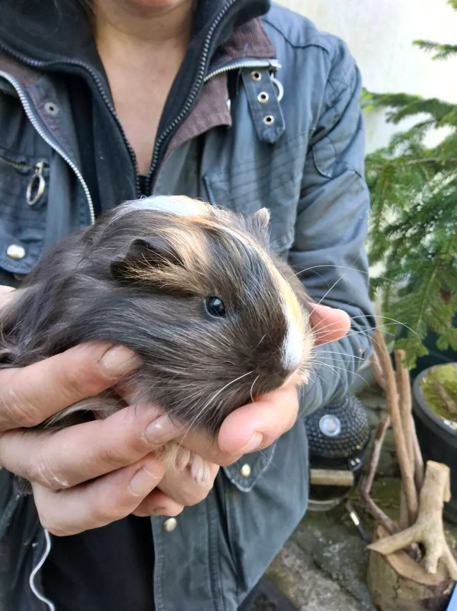 Guinea Pigs - Image 3