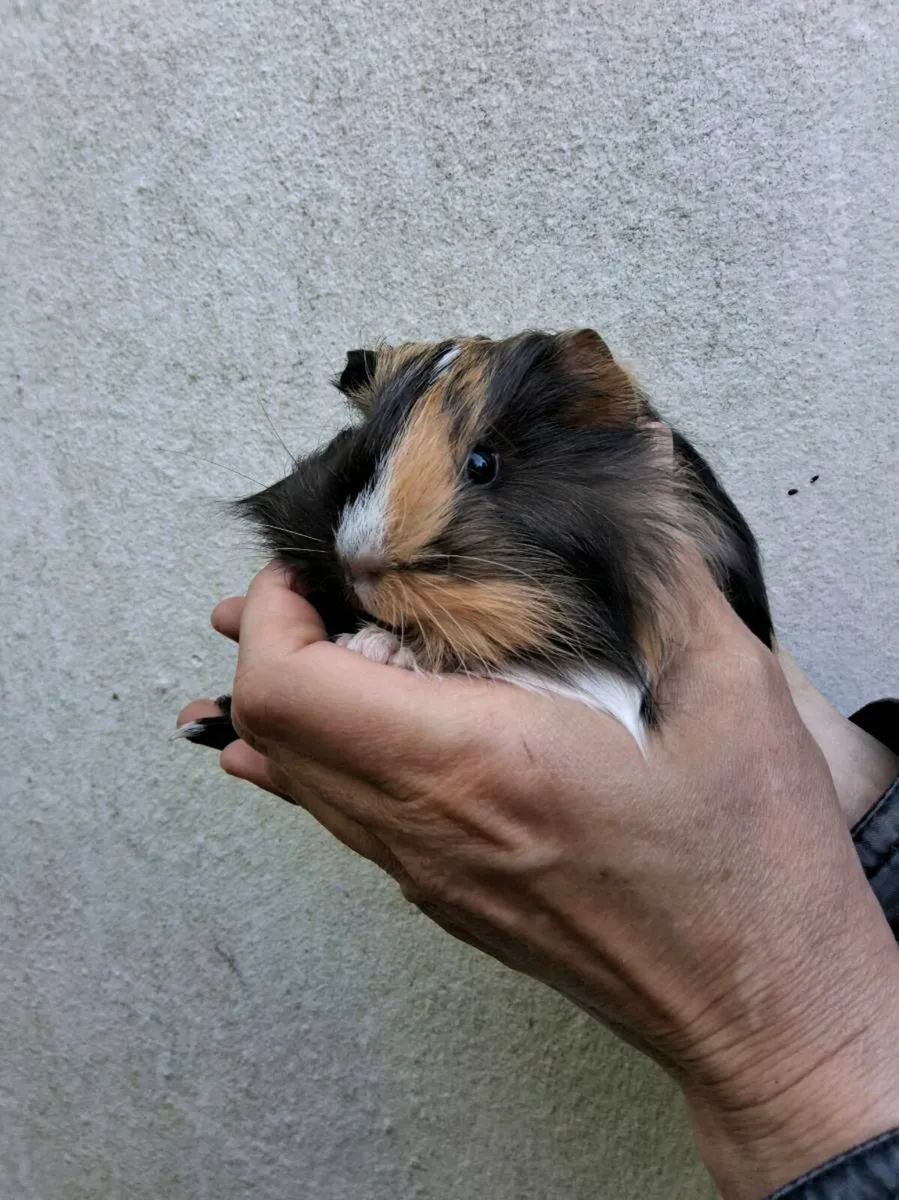 Guinea Pigs - Image 4