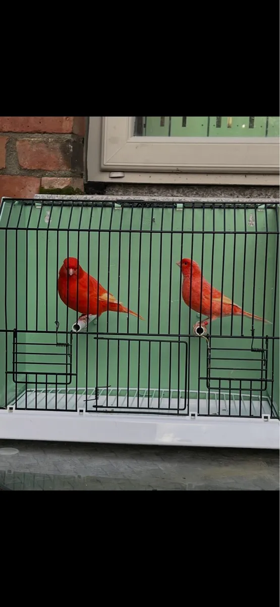 Canaries Red Factors - Image 2