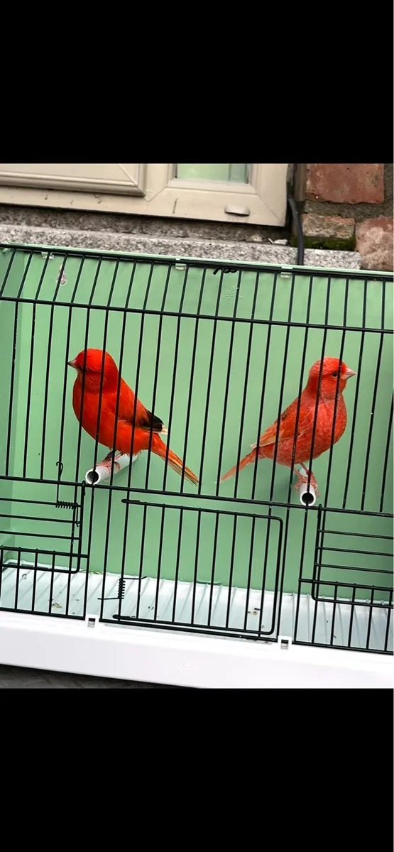 Canaries Red Factors - Image 3