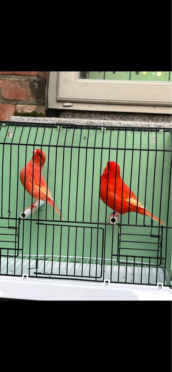 Canaries Red Factors - Image 1