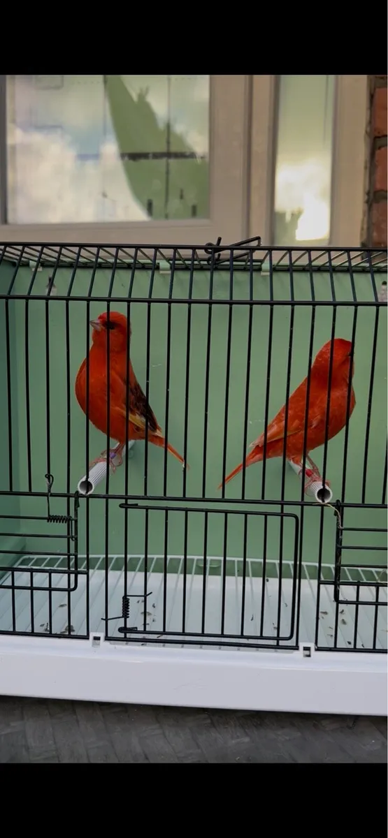 Canaries Red Factors - Image 4