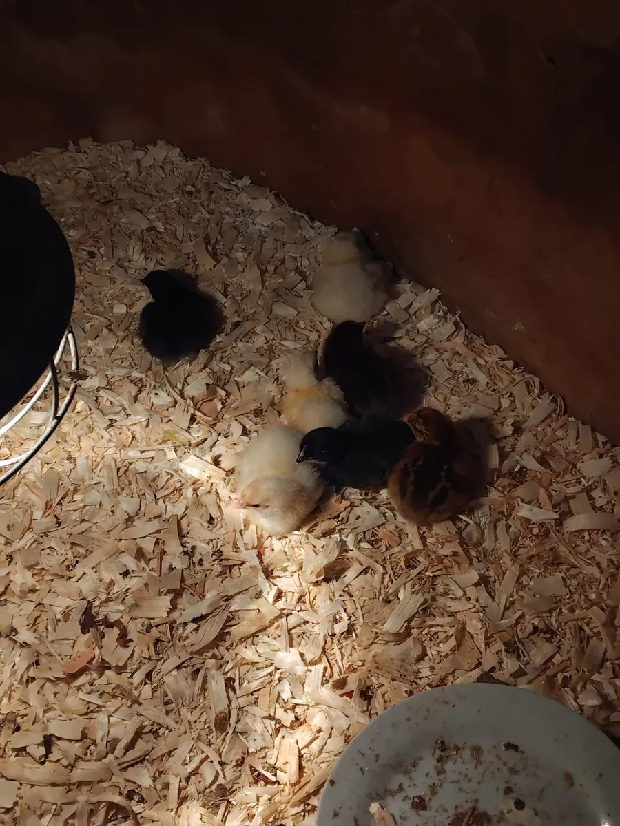 Young chicks and hens - Image 1