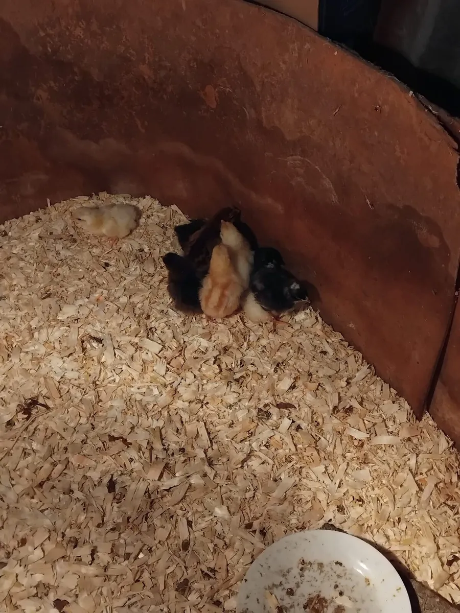 Young chicks and hens - Image 2