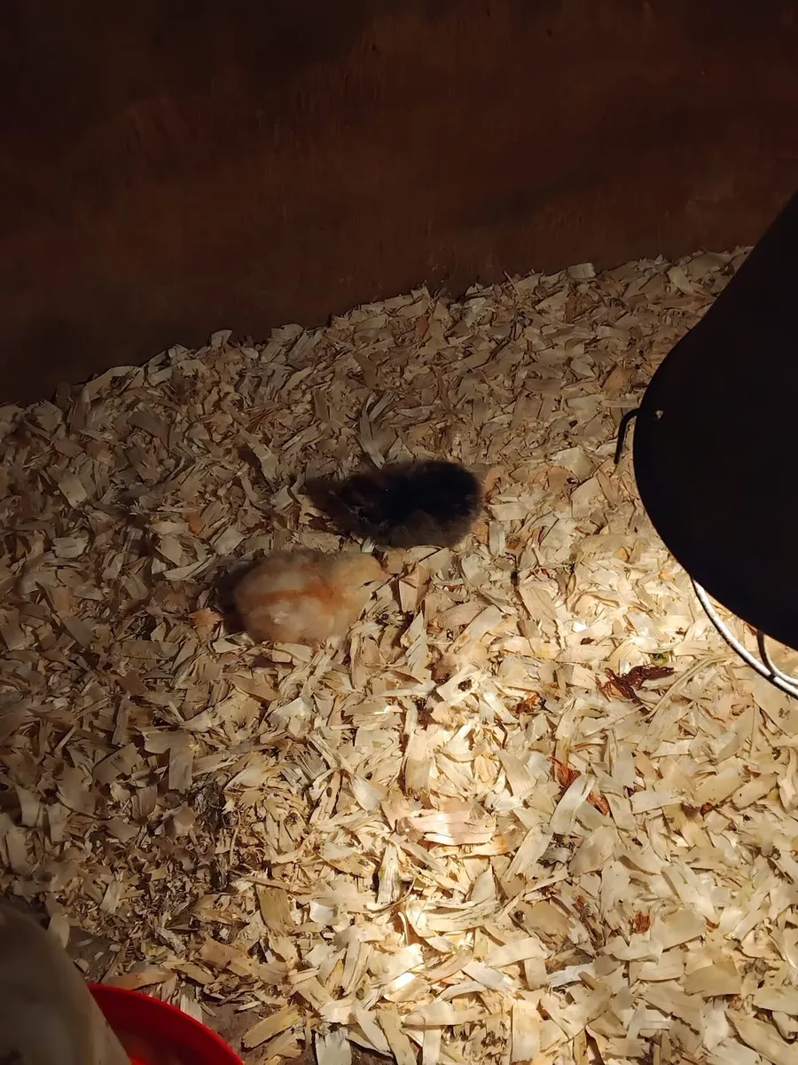 Young chicks and hens - Image 3