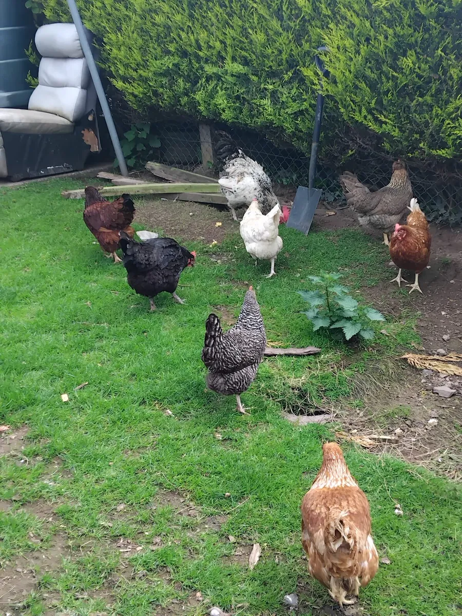 Young chicks and hens - Image 4