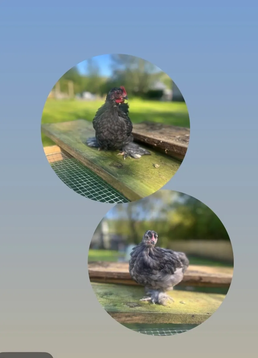 Blue Pekin breeding pair & Gold Partridge eggs - Image 1