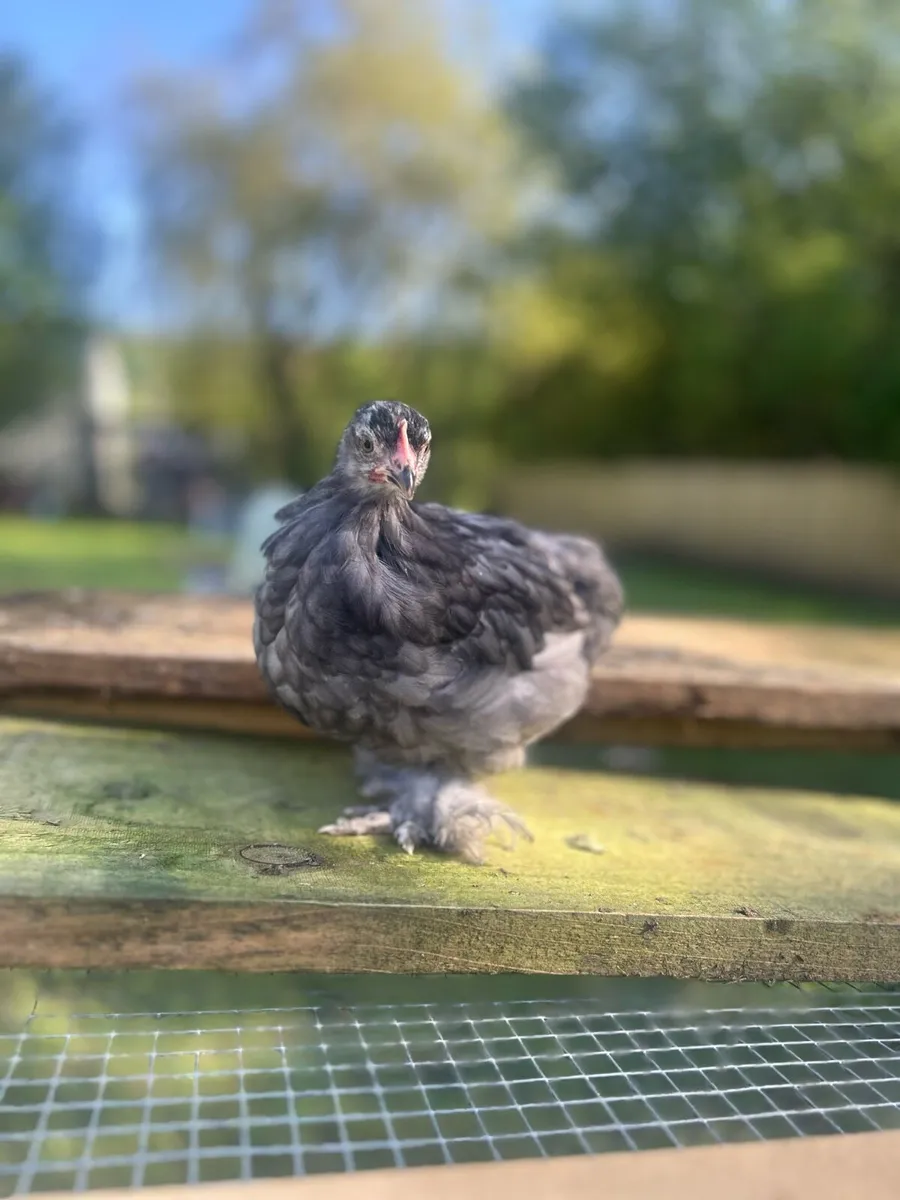 Blue Pekin breeding pair & Gold Partridge eggs - Image 2