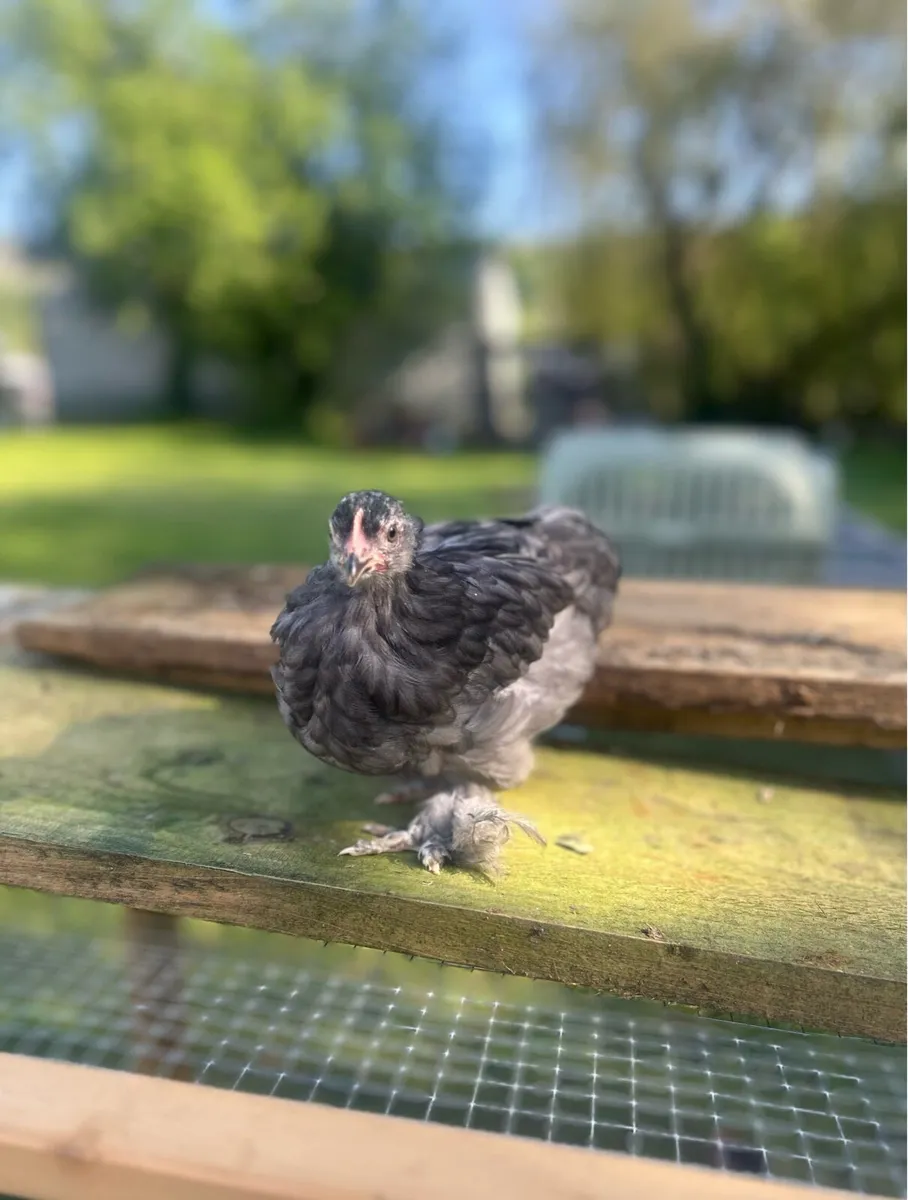 Blue Pekin breeding pair & Gold Partridge eggs - Image 3