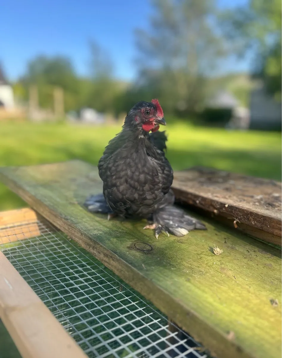 Blue Pekin breeding pair & Gold Partridge eggs - Image 4