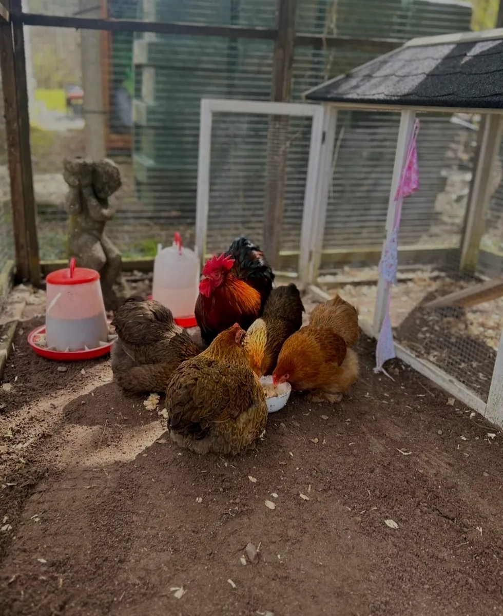 Gold Partridge Pekin bantam eggs - Image 1