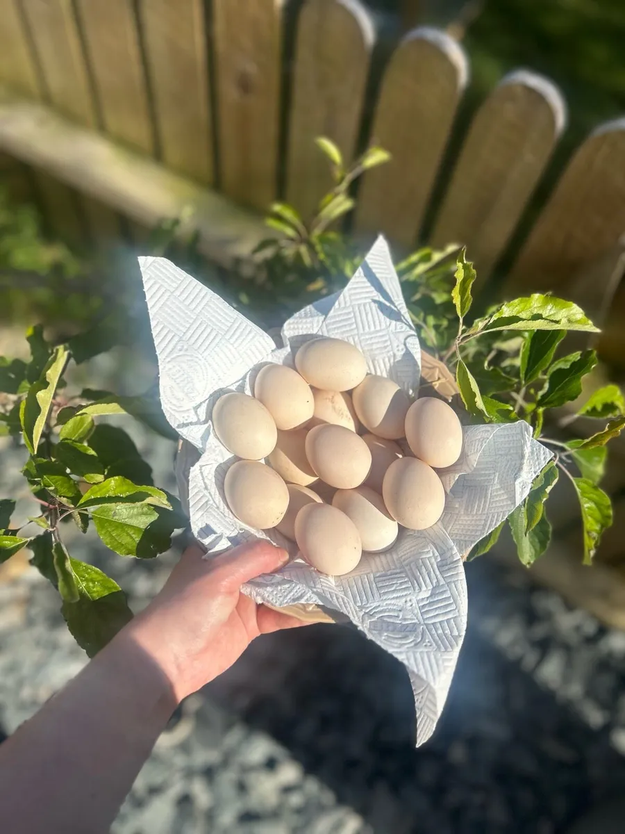 Gold Partridge Pekin bantam eggs - Image 2