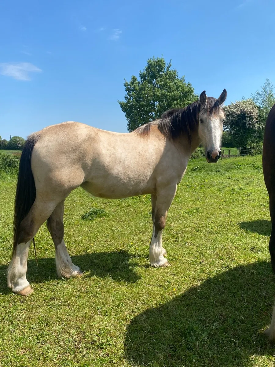 Filly’s - Image 1