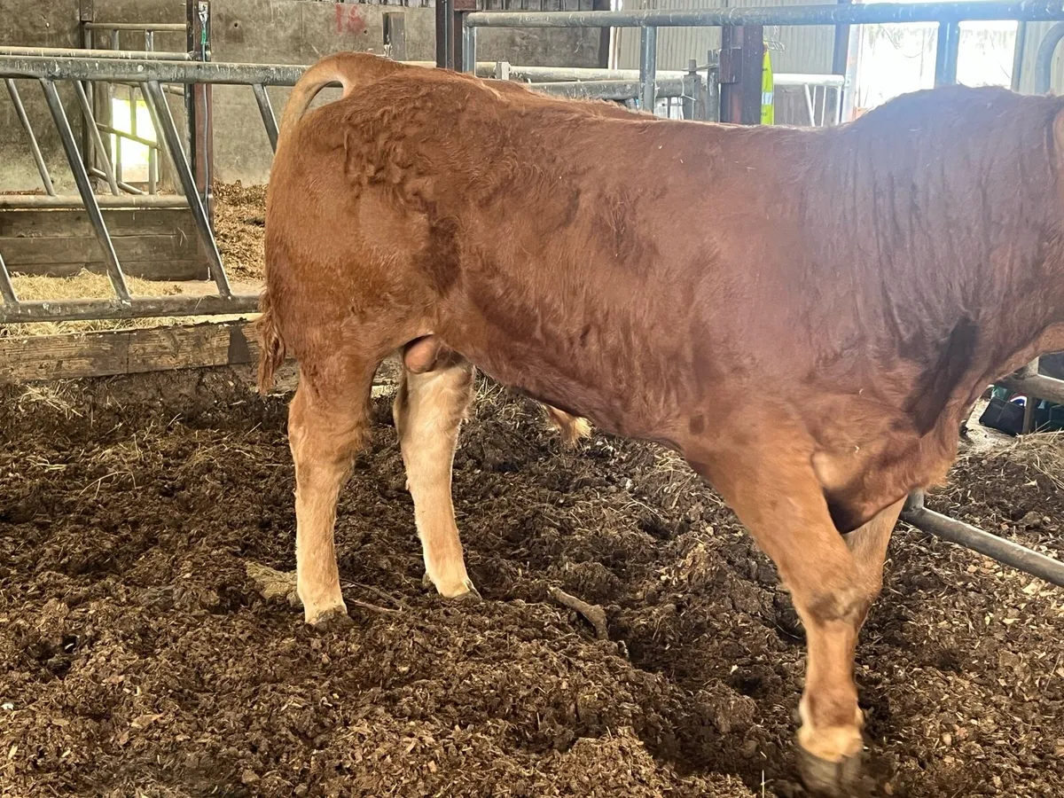 Pbr limousine bull - Image 1