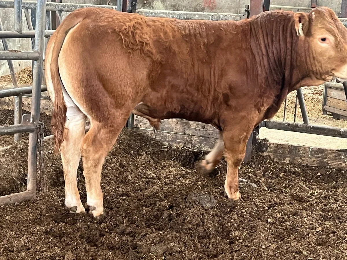 Pbr limousine bull - Image 4
