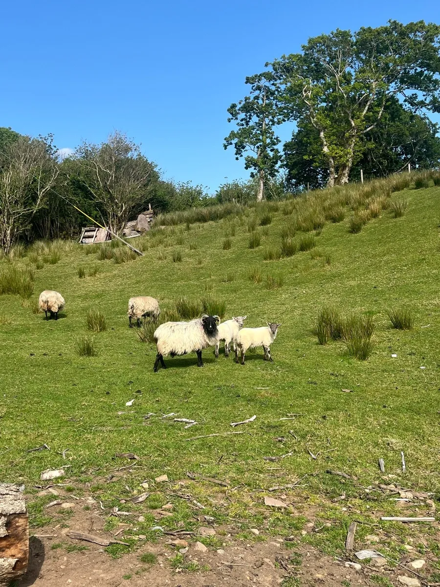 ❌🚨5 EWES AND 7 LAMBS AT FOOT🚨❌ - Image 1