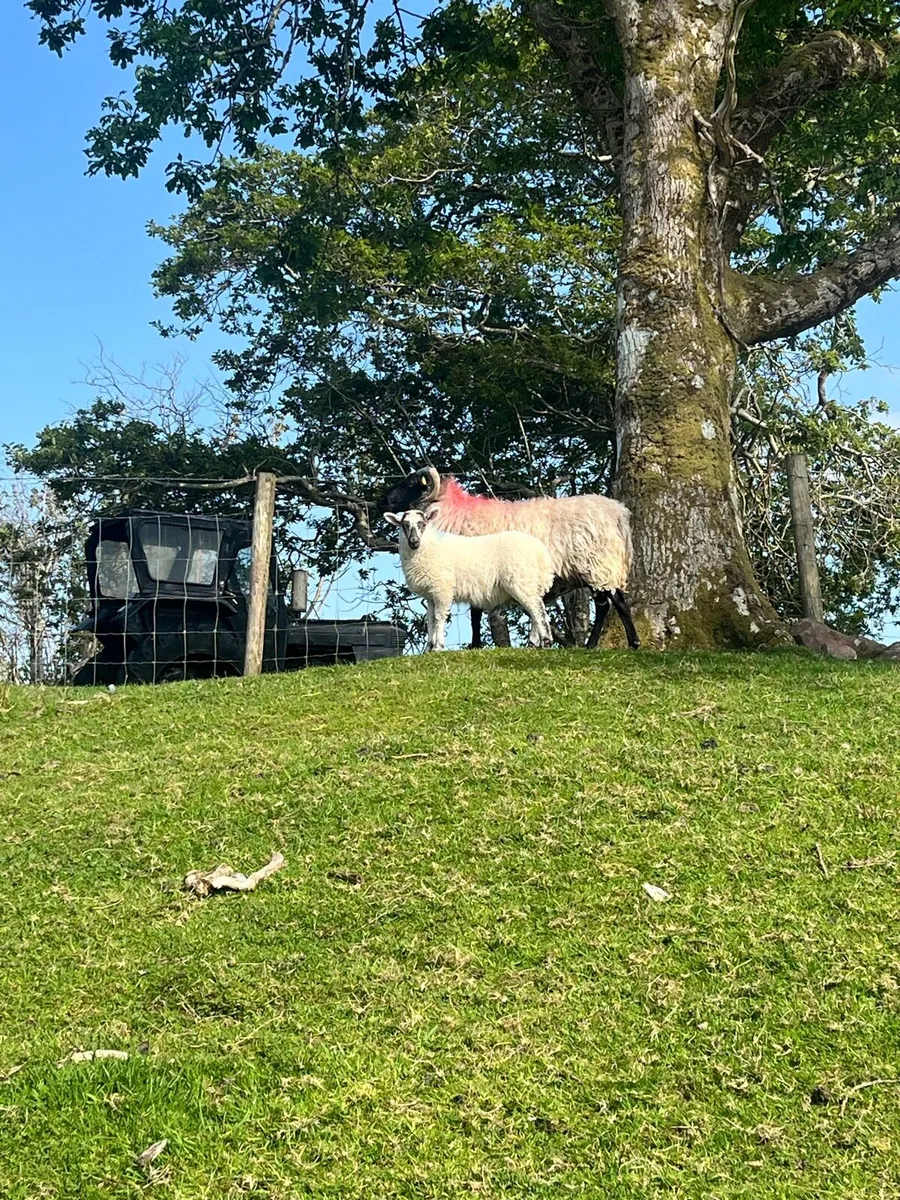 ❌🚨5 EWES AND 7 LAMBS AT FOOT🚨❌ - Image 3