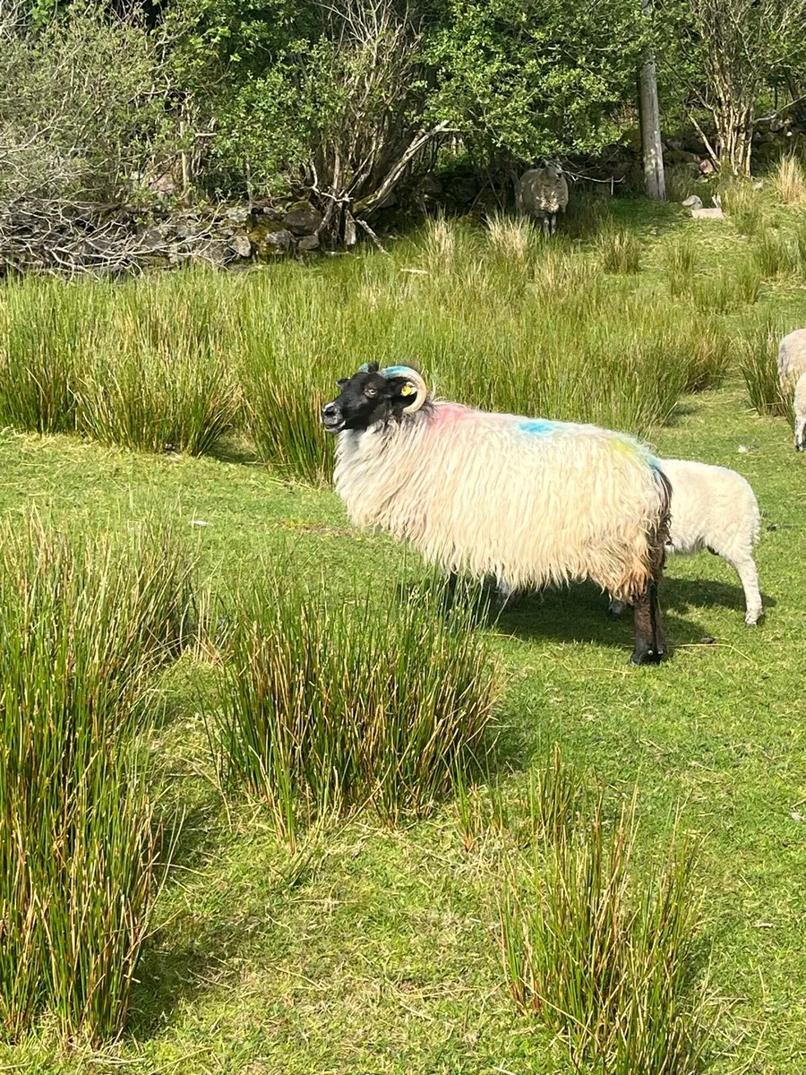 ❌🚨5 EWES AND 7 LAMBS AT FOOT🚨❌ - Image 2