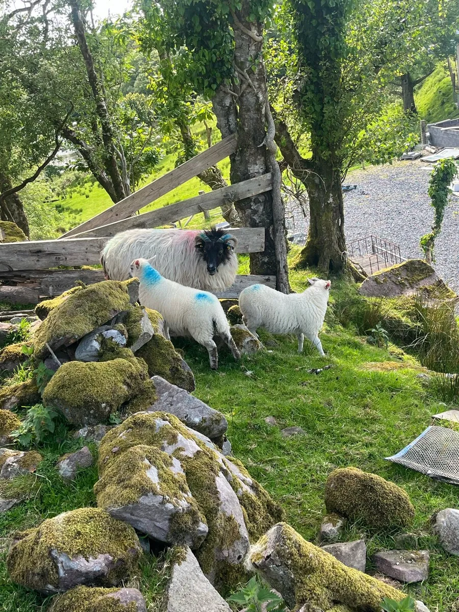 ❌🚨5 EWES AND 7 LAMBS AT FOOT🚨❌ - Image 4