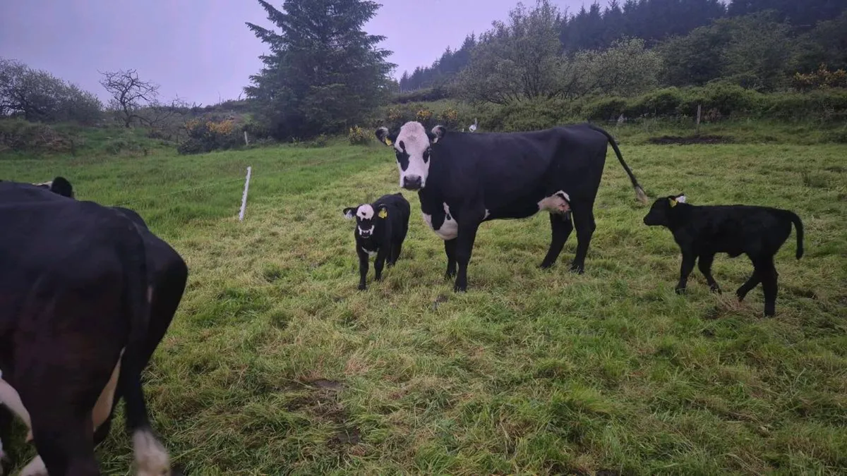 2 suckler cows - Image 1