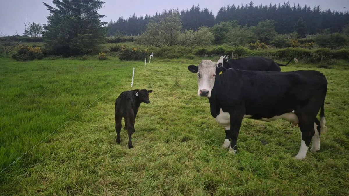 2 suckler cows - Image 2