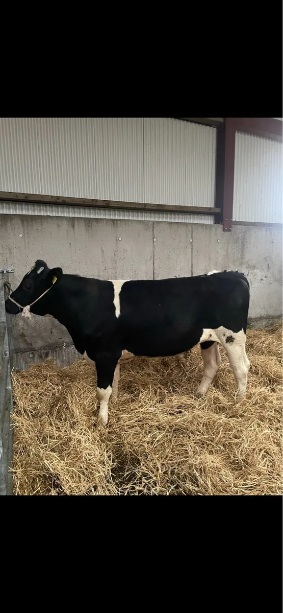 Pedigree Friesian Bulls