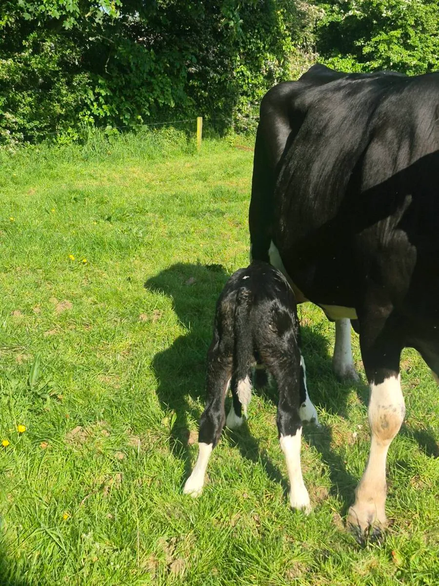 Fr bull calf - Image 1