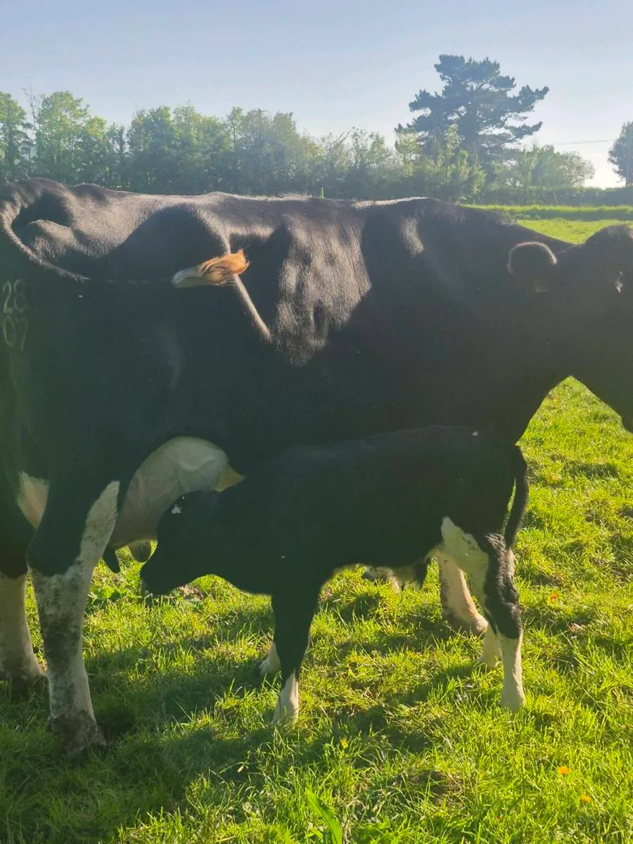 Fr bull calf - Image 3