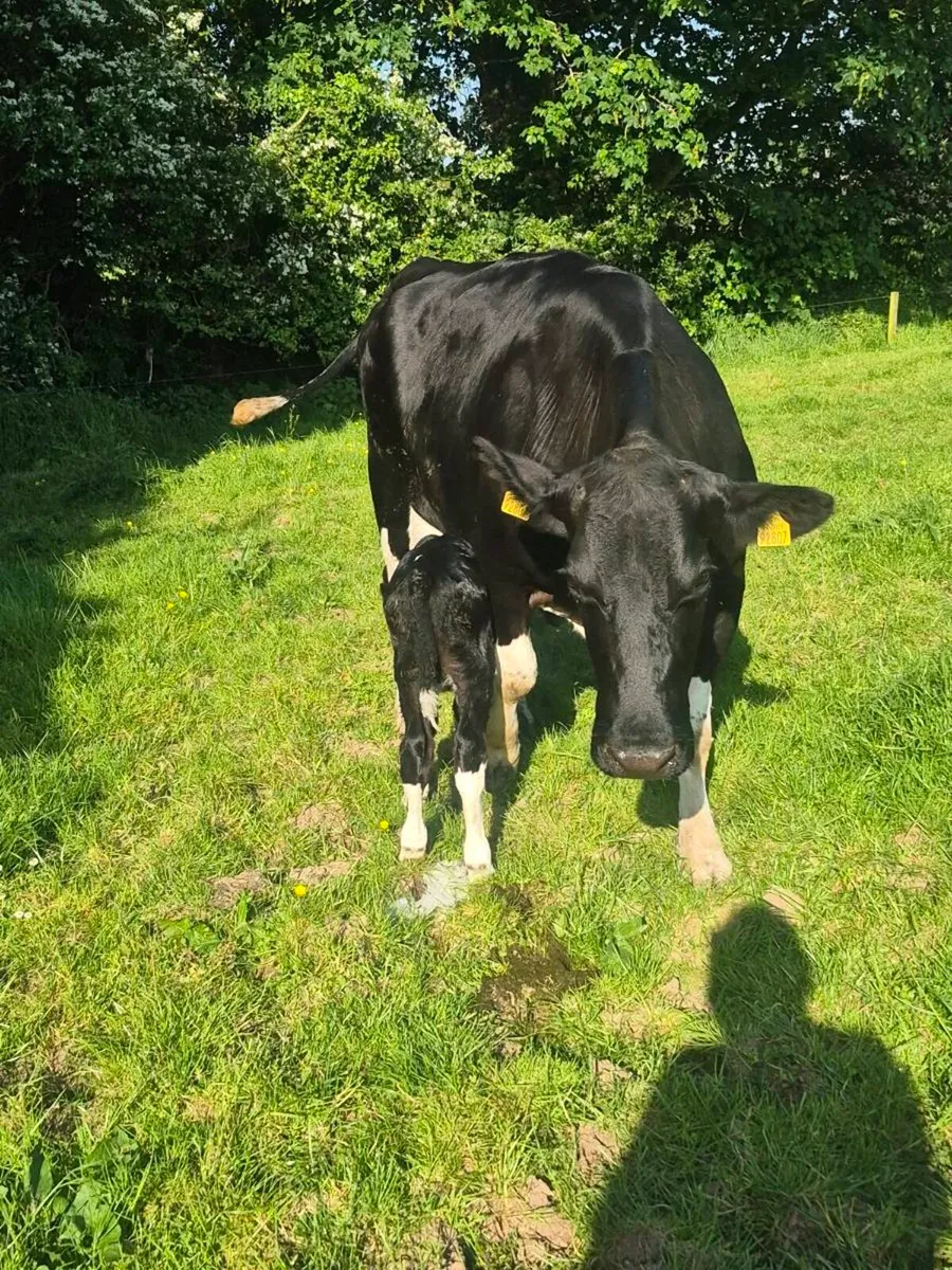 Fr bull calf - Image 2