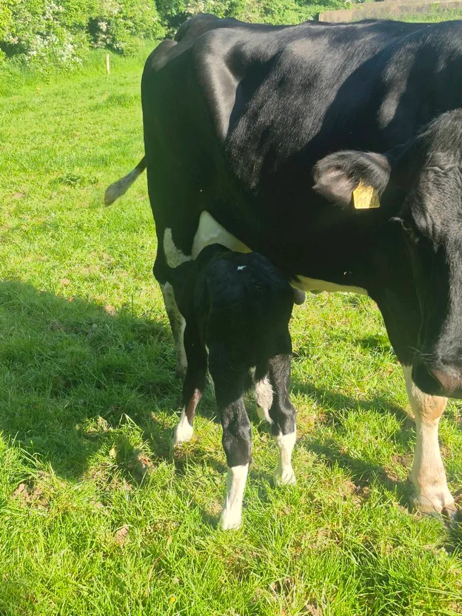 Fr bull calf - Image 4