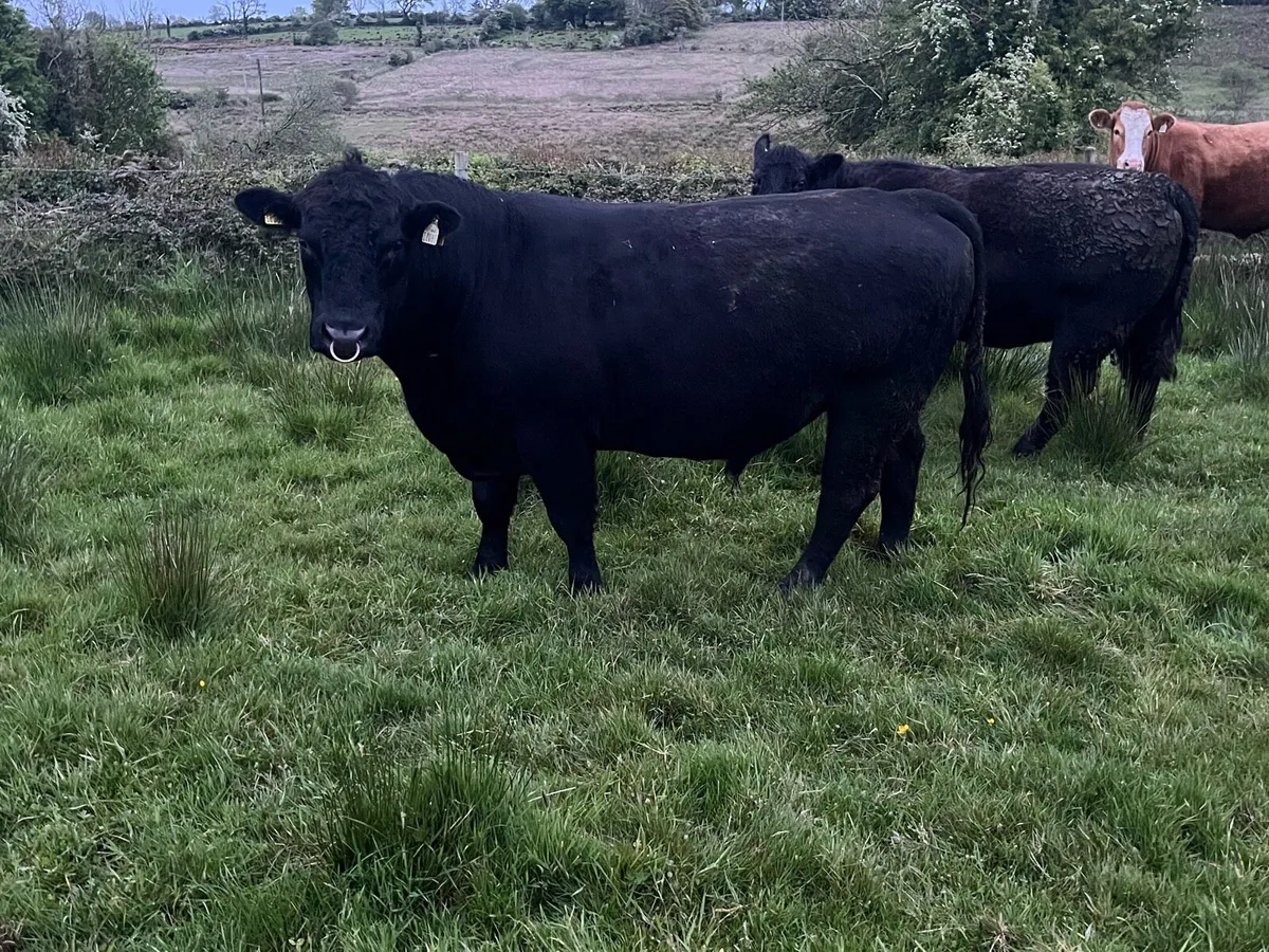 Pedigree Angus Bull - Image 1